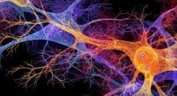 <h1><p style = "color:#011361">Neuroplasticity and Sports Betting: How the Brain Adapts to Risk and Reward </h1>