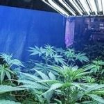 <h1><p style = "color:#011361":>The effect of lighting on the growth and development of cannabis</h1>