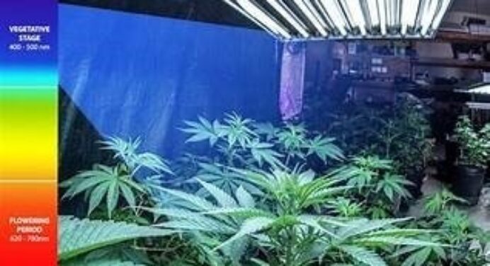 <h1><p style = "color:#011361":>The Effect of Lighting on the Growth and Development of Cannabis</h1>